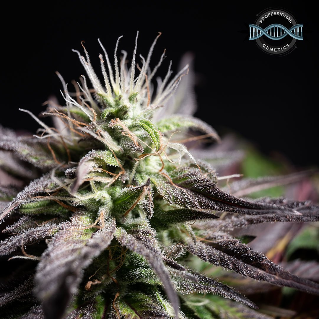 Runtz Candy Feminised Marijuana Seeds By Professional Genetics ...